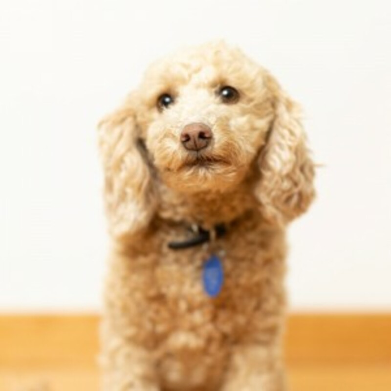 Charlie